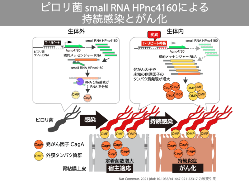 ピロリ菌 small RNA HPnc4160による持続感染とがん化