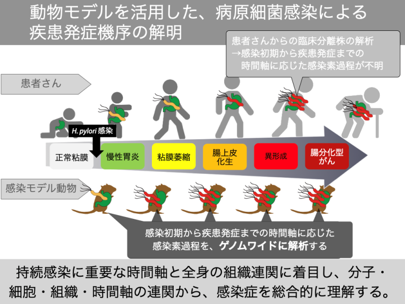 動物モデルを活用した、病原細菌感染による疾患発症機序の解明