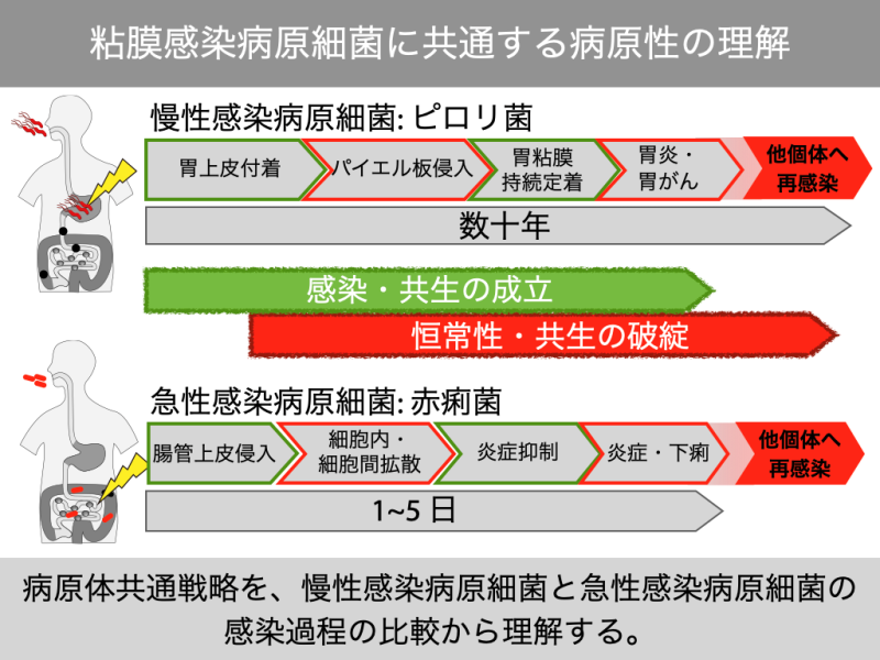 粘膜感染病原細菌に共通する病原性の理解